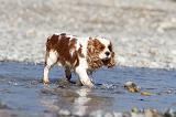 CAVALIER KING CHARLES 230